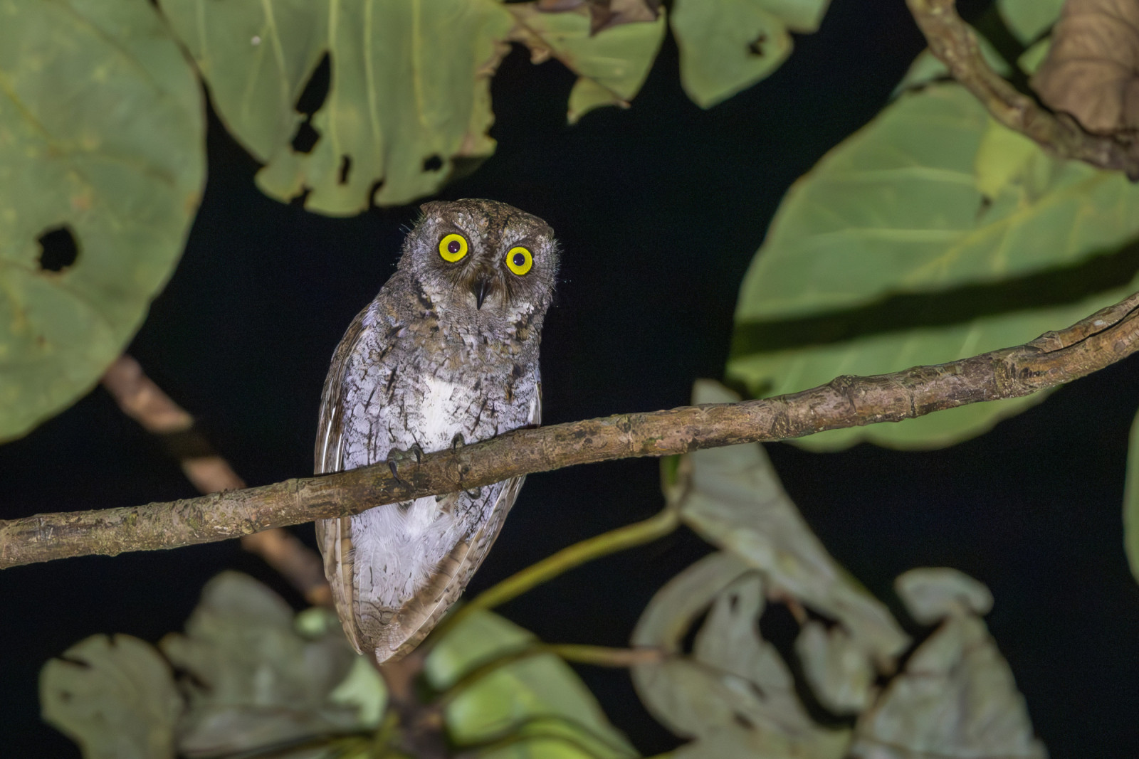 image Oriental Scops-Owl